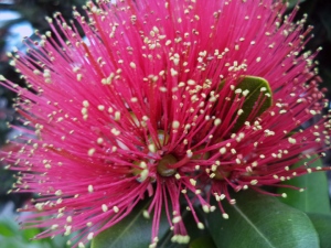 New Zealand Cristmas Tree red bloom