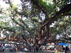 A small piece of the world's largest banyan tree in Lahaina