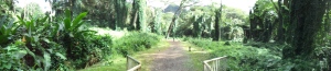 Manoa Rainforest