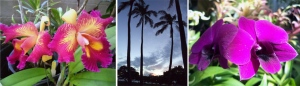 Oahu orchids & palms
